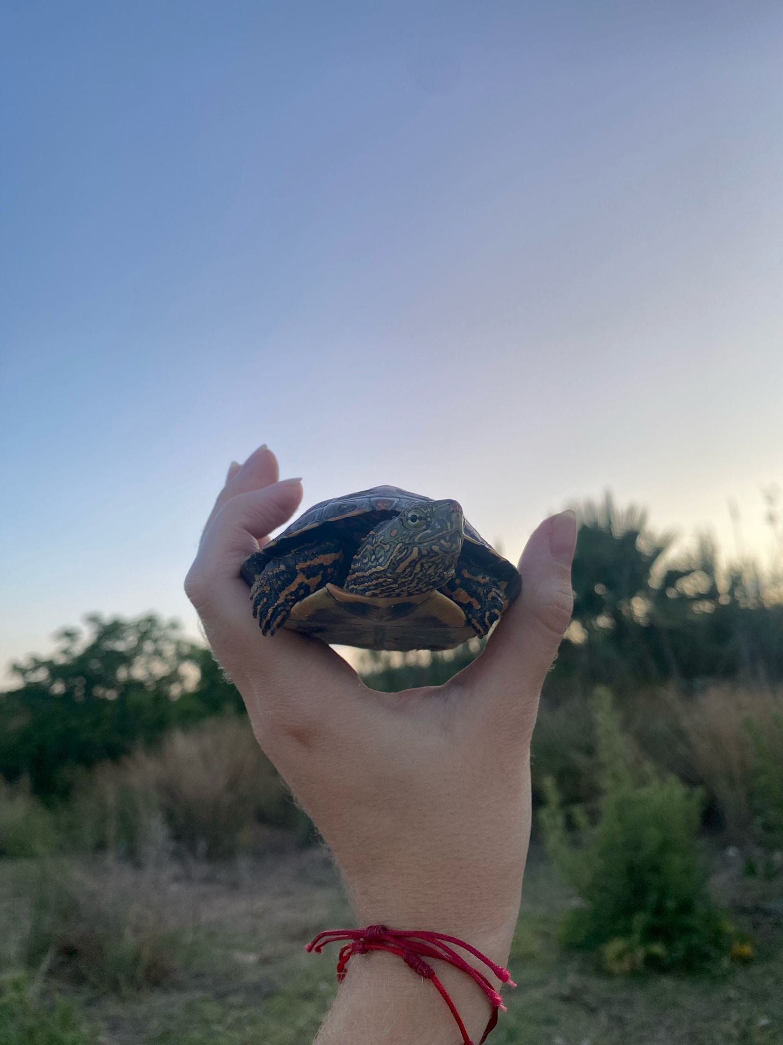 El Projecte Emys localiza 10 tortugas autoctonas en el rio Magre y certifica la ausencia de especies invasoras 4