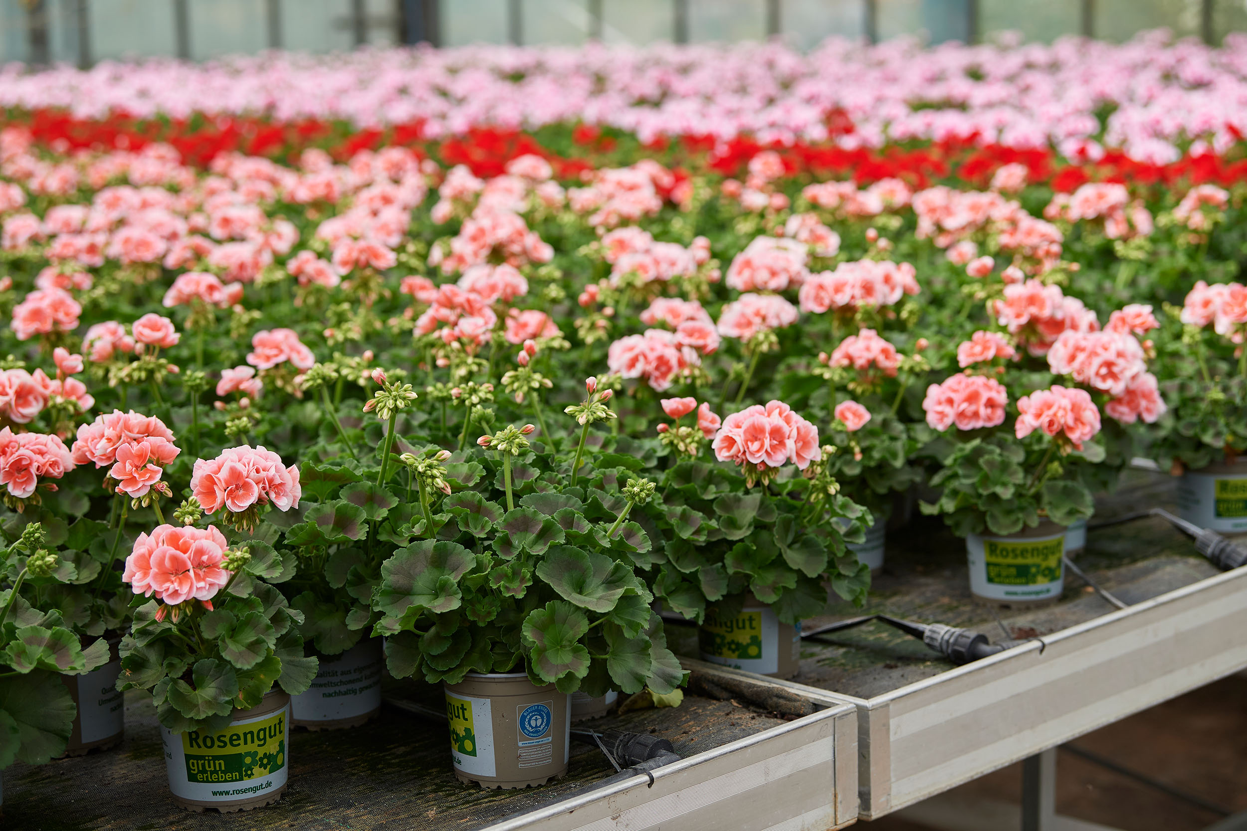 Foto Macetas Geranios