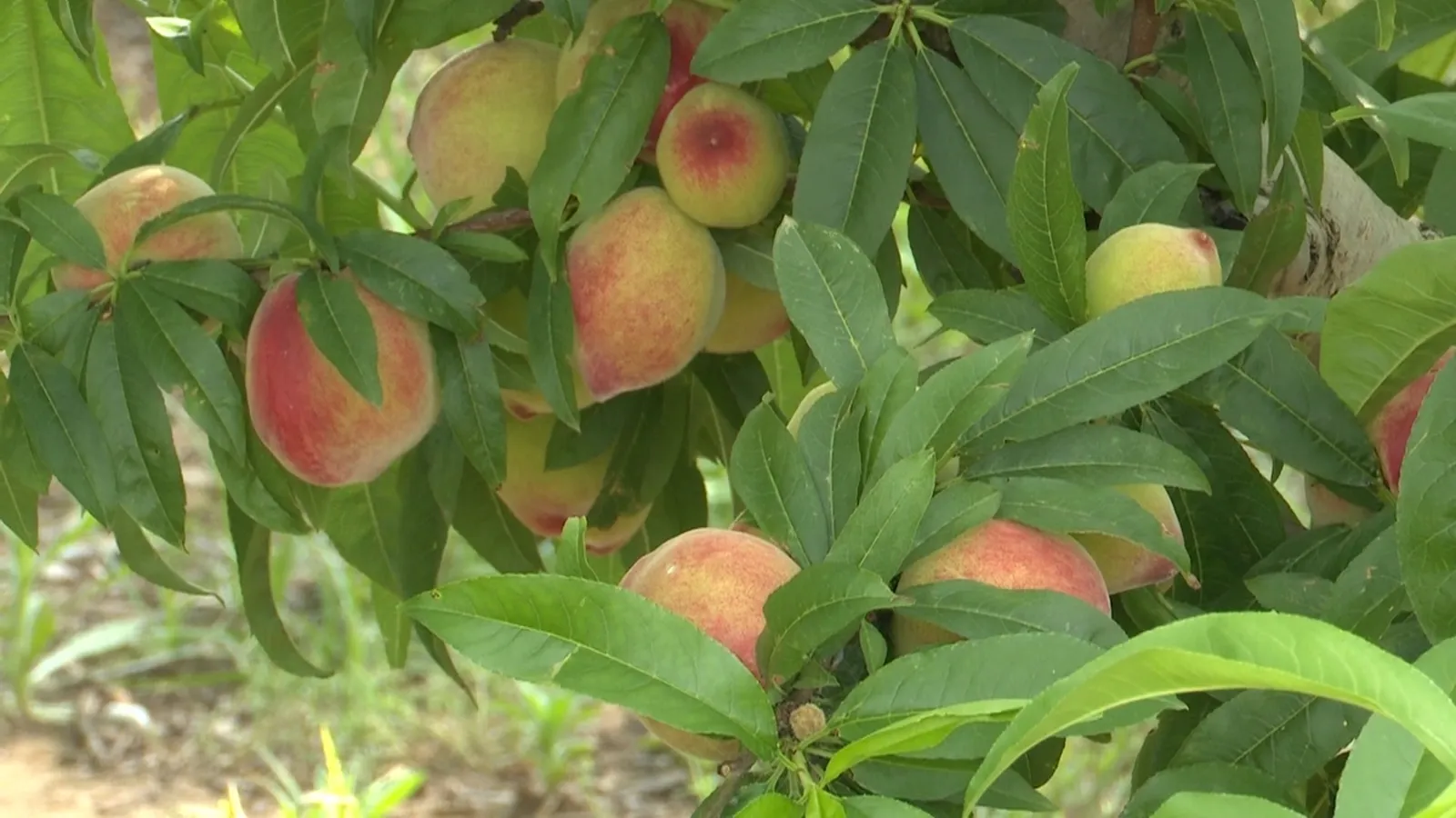 ef2c3871 b671 4c8a 8136 63b1eb123566 16 9 aspect ratio 1600w 0