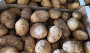 patatas valencianas