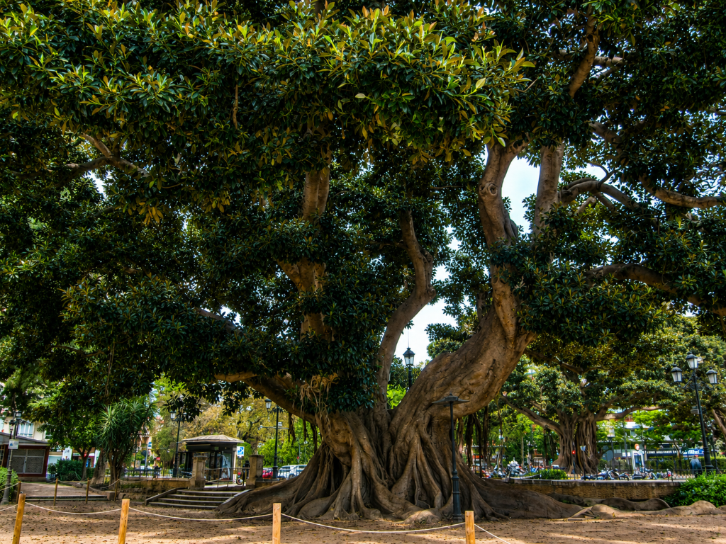 El Ayuntamiento de Valencia inicia las obras para salvar el historico ficus del Parterre y eliminar las barreras del jardin 1 Mediana