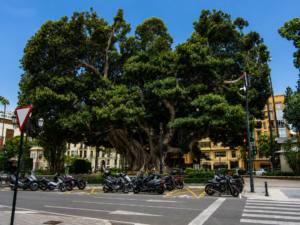 El Ayuntamiento de Valencia inicia las obras para salvar el historico ficus del Parterre y eliminar las barreras del jardin 2 Mediana
