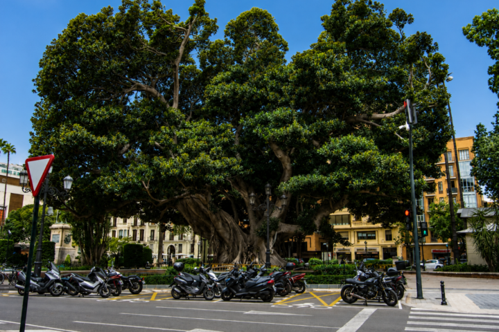 El Ayuntamiento de Valencia inicia las obras para salvar el historico ficus del Parterre y eliminar las barreras del jardin 2 Mediana
