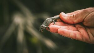 La Sierra Calderona recupera un oasis para anfibios tras restaurar una antigua cantera degradadaLa Sierra Calderona recupera un oasis para anfibios tras restaurar una antigua cantera degradada 3