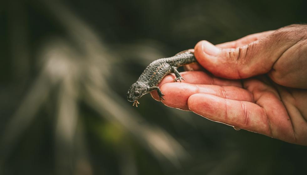 La Sierra Calderona recupera un oasis para anfibios tras restaurar una antigua cantera degradadaLa Sierra Calderona recupera un oasis para anfibios tras restaurar una antigua cantera degradada 3