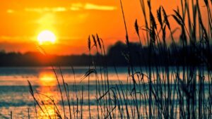 0731 Sol i Albufera