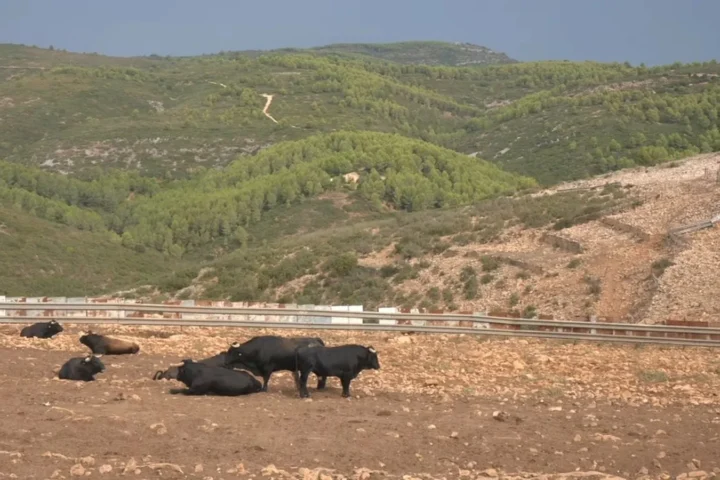 Asi se eligen los toros que corren en las entradas de Segorbe