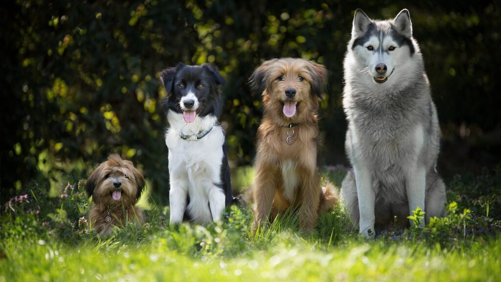 Plan gratuito para este sábado en Valencia: perros de rescate, spa perruno y adopciones en el Jardín del Turia 1 1016 Gossos
